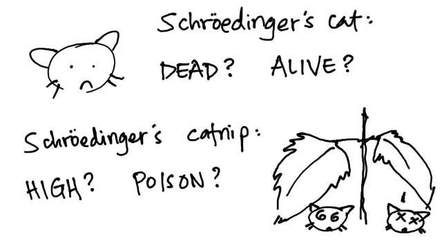 also known as Schroedinger's catmint